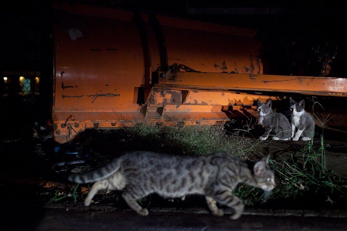 Feral kittens watch as an older cat slinks by near one of the colonies.