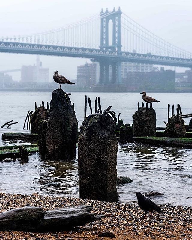 Manhattan Bridge. Photo via @kylenowinski_photos #viewingnyc