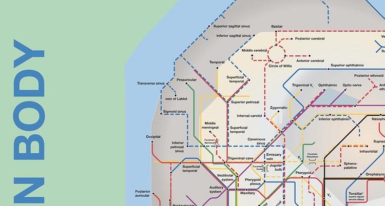Poster - NYC style map of the entire human body (a schematic done in the style of the NYC subway)
