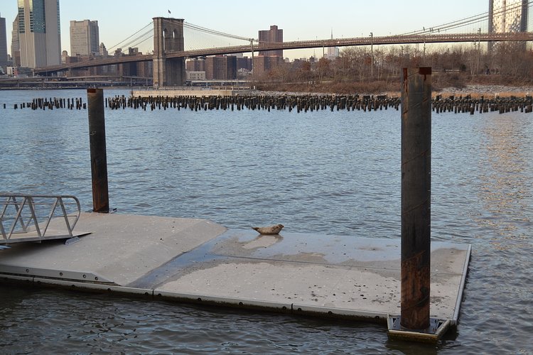 Sunbathing seal on Brooklyn Bridge Park, Pier 2