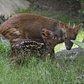 WCS’s Queens Zoo Welcomes Pudu Fawn