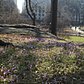 #centralparkbloomwatch2016 is going to have an awesome week! These cute crocuses were making the hearts of the posey paparazzo go pitter patter this morning. Find them just east of Balto. #centralparkmoments