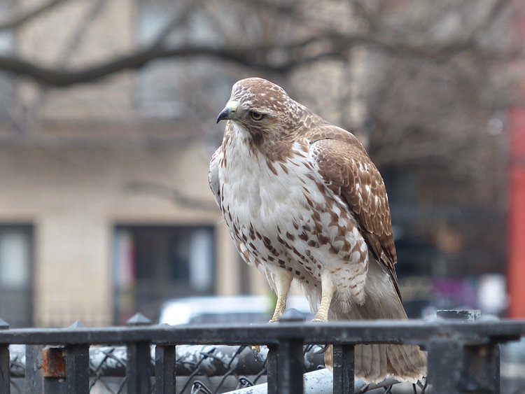 Red tailed Hawk (juvenile) | Tompkins Sq. Park