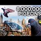 Why There Are So Many Pigeons In New York - NYC Revealed