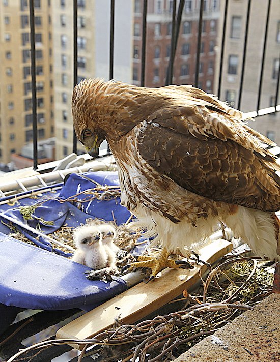 Hawk Babies Hatch on UWS Fire Escape