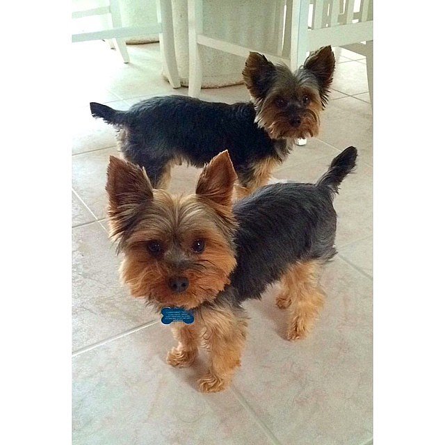 Of course it's a #NationalPuppyDay post because these boys deserve it 💛🐶