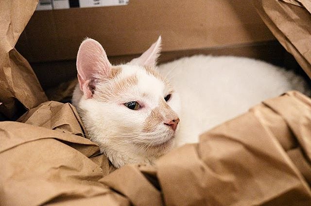 “I would like to be pushed through Central Park in a stroller at least once in my life. Everyone would say ‘Hey look at that cat in a stroller!’. Then I’d wave to them, and they’d say ‘Hey, that cat can wave.’”
- Anderson, Upper East Side ASPCA