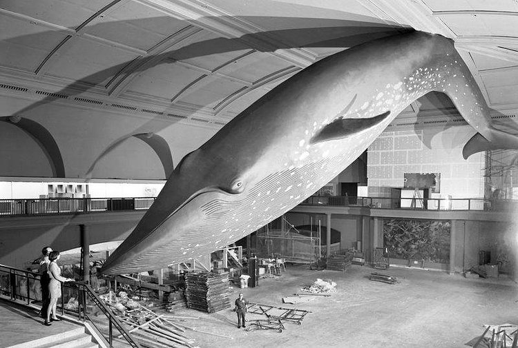 94-Foot Blue Whale Installation at the American Museum of Natural History, New York, New York, 1968