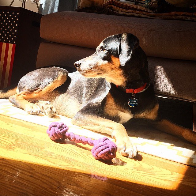 #foreverpuppy #fritosdouglassalvador #nationalpuppyday