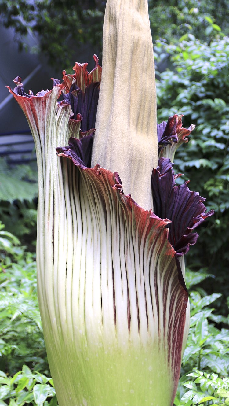 Corpse Flower