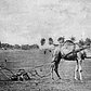 Camel Mowing in Sheep Meadow, Central Park, 1869.