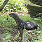 North American River Otter Pup Debuts at WCS’s Prospect Park Zoo