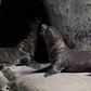 Sea Lion Pups | Bronx Zoo