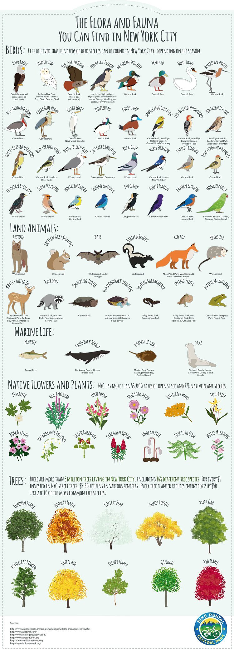 The Flora and Fauna You Can Find in New York City