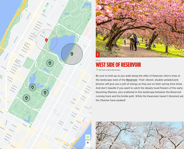 Cherry Blossom Tracker