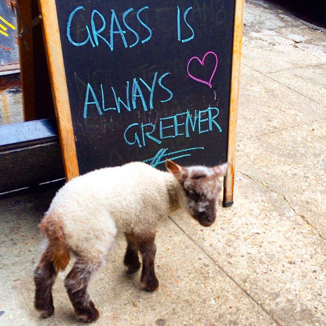 Smokey, here! Reminding everyone to come eat at Black Tree, where the grass is always greener... well, except for the ducks. Whatever. I'm just glad it isn't me week! #duckweek #blacktreenyc #local #farmtotable #farmtocity #sheeptochef #smokeydalamb #mamasandy #whatisgrass #cityslicker