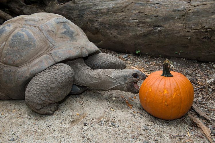 Keep your eyes peeled around the zoo today, some of our animals are getting holiday pumpkin treats! http://t.co/VHlM6SM94s