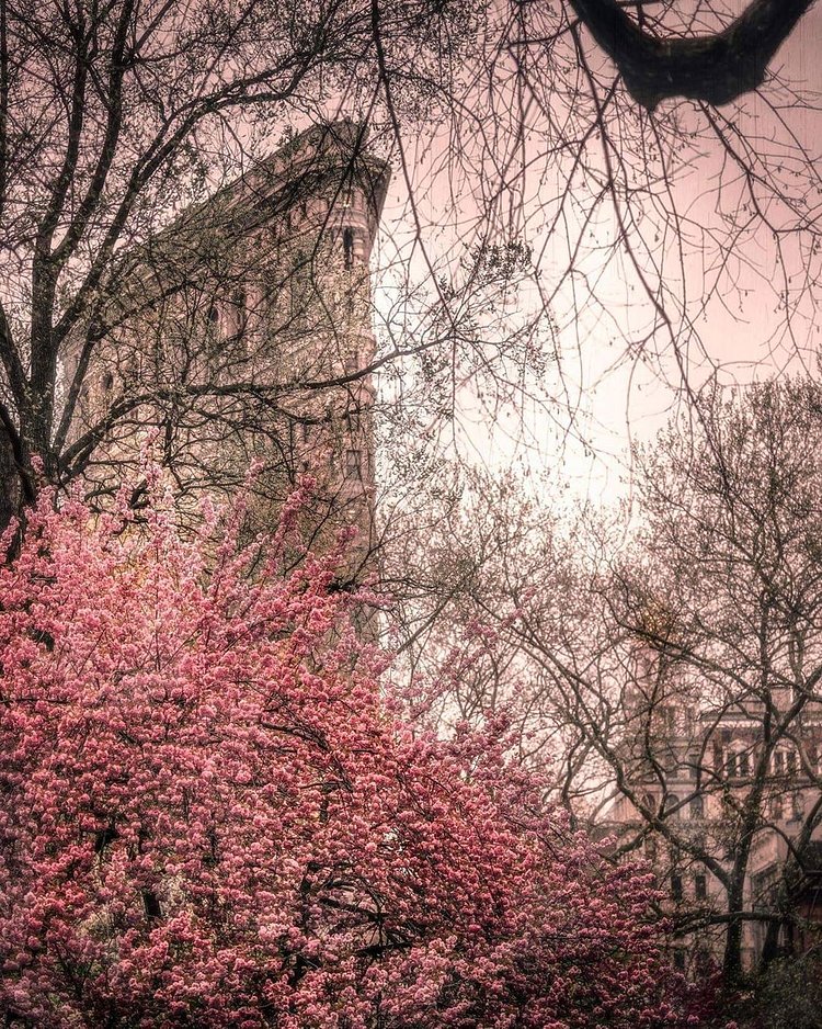Flatiron Building from Madison Square Park, Manhattan