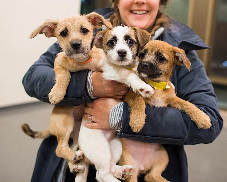 Mixed breed puppies – Just adopted from @humanesocietytt. Visit hstt.org for more adoptable dogs in the Truckee-Tahoe, CA area