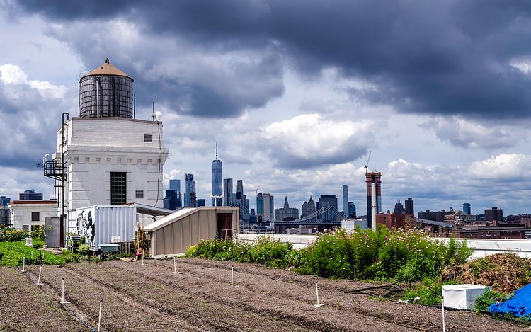 Brooklyn Grange Rooftop Farm