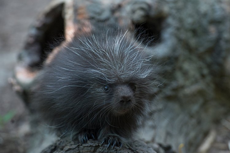 North American Porcupine Born at WCS’s Bronx Zoo