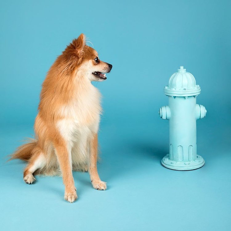 Never met a hydrant I didn’t like 😉 We’re jumping with excitement! Tickets go on sale TOMORROW ❤️📸: Snoopy from @nycscr is looking to find her forever home really soon 🐾 #humansbf