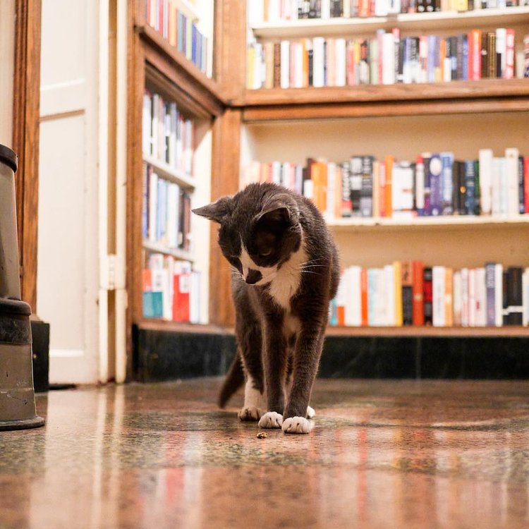 “I understand the offering, but to assume that I’m going to start answering your questions just because you put a treat in front of me is a bit naive. If you want me to warm up to you, I suggest you completely ignore me.”
- Hampton, Upper East Side (The Corner Book Store)