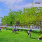 Hudson River Park Pier 26 Lawn rendering