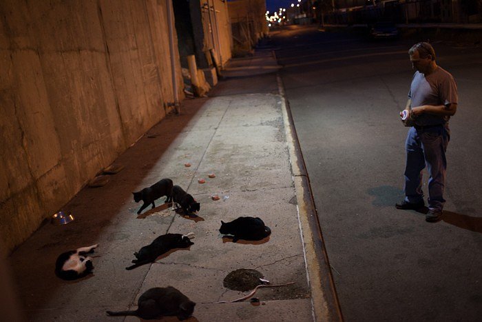 Joe watches as feral cats roll in a catnip induced high. Catnip is a shrub in the mint family that basically gets cats "high" when the plant\'s chemicals bind to receptors in their noses, stimulating brain neurons.