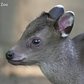 Tufted Deer Fawn | Prospect Park Zoo