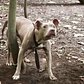 Pit Bull Left Tied To Tree In The Woods | The Dodo