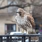 Red tailed Hawk (juvenile) | Tompkins Sq. Park