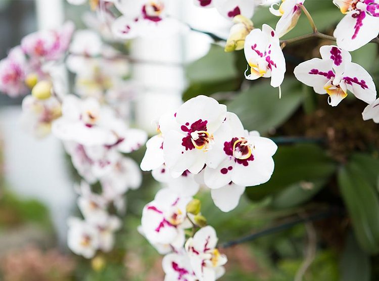 There’s a reason orchids are so expensive, explained Hachadourian. “An orchid can take on average three to four years from seed to bloom. There’s a lot of time and effort to get that plant up to the size needed.”