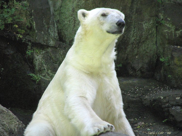 Tundra the Polar Bear resides at the Bronx Zoo.