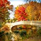 2018 Central Park Fall Foliage Map