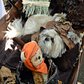 Tompkins Square Dog Halloween Parade 2014