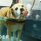 Underwater Treadmills Help To Heal Dogs
