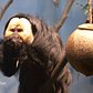 Titi Monkeys and White-Faced Saki Monkeys | Prospect Park Zoo