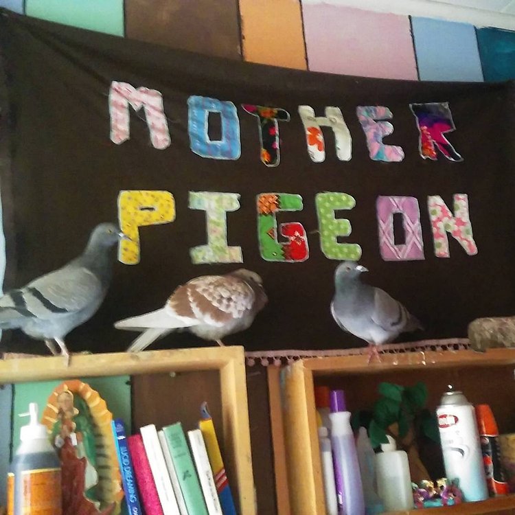 Rescued from this weekend's live pigeon shoot! Gettin comfy in my studio. Please donate to our rescue mission.