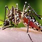 Zika Virus: What You Need to Know - AMNH SciCafe Special Event