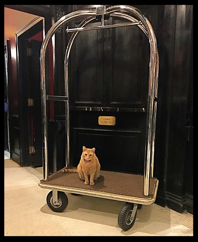 The Algonquin Hotel - New York City | Hamlet, the resident house cat