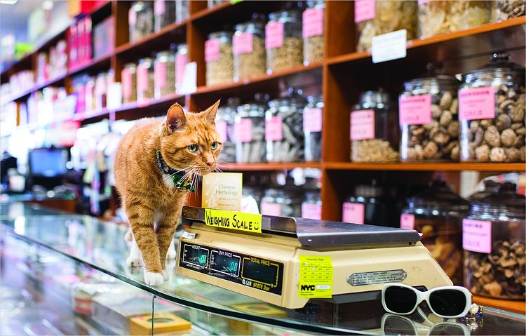 Shop Cats of New York