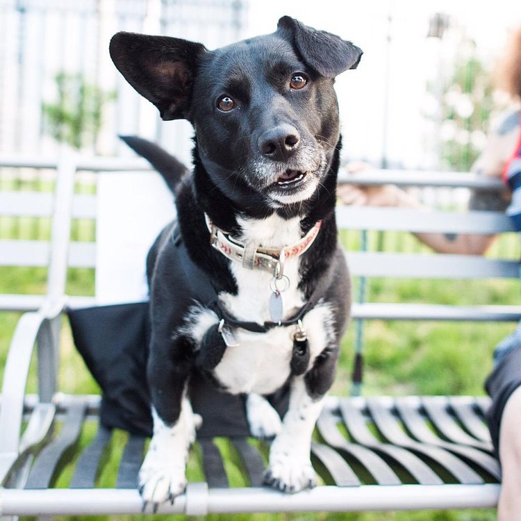 Spike, Corgi/Border Collie mix (5 y/o), Bushwick Inlet Park, Brooklyn, NY http://t.co/Ov9AkkrHBD