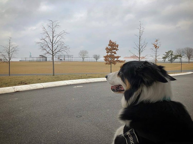 Max, the Lady, the Staten Island Ferry and the fog. Another beautiful day on Governors Island. The landscape crews are already out getting the island ready for public access- less than 70 days away.