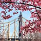 Queensboro Bridge from Roosevelt Island, New York