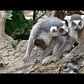 Ring-Tailed Lemur Babies and Collared Lemur Baby | Bronx Zoo
