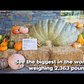 Giant Pumpkin Weekend 2017