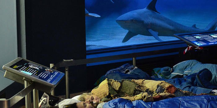 AMNH Sleepovers For Grown-Ups