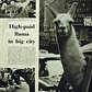High Paid Llama in Big City, LIFE Magazine, 1957.