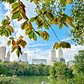 The Lake, Central Park, Manhattan